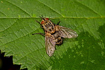 Tachinid Fly (Phryxe sp) Lewisham, London, September