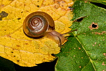Cellar Snail (Oxychilus Cellarius) Lewisham, London, October