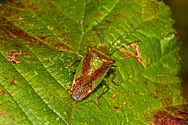 Hawthorn Shield Bug (Acanthosoma haemorrhoidale) Lewisham, London, October