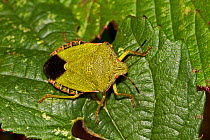 Green Shield Bug (Palomena prasina) a late-season adult Lewisham, London, November