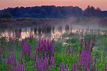 Wetland area with Purple Loosestrife (Lythrum salicaria) Meinerswijk near Arnhem, the Netherlands, on a summer evening, August 2007