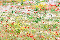 Flowers in bloom with Poppies (Papaver rhoeas) and Anthemis in field near Huissen, the Netherlands, June 2011
