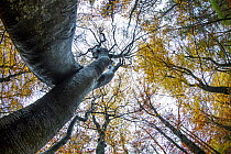 Autumn trees on Beech (Fagus sp) tree, Leuvenumse bos, the Netherlands, November