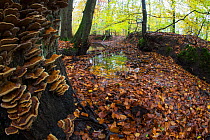 Autumn trees with Bracket fungi, Leuvenumse bos, the Netherlands, November