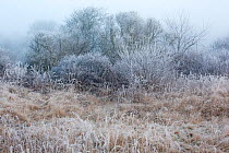 Misty morning with hoarfrost on trees and grass, Schiermonnikoog, the Netherlands, March 2013
