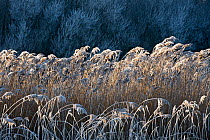 Reed and Willows (Salix sp) with hoarfrost, Weerribben-Wieden National Park, the Netherlands, December 2007