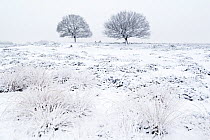Wintery landscape Deelerwoud (Veluwe), the Netherlands, December 2010