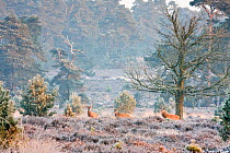Red deer (Cervus elaphus) in winter landscape Deelerwoud Reserve, Veluwe, the Netherlands, December 2008