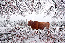 Highland cattle (Bos taurus) in winter landscape, Deelerwoud Nature Reseve, Veluwe, the Netherlands, December