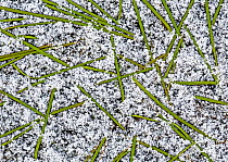 Floating Sweetgrass (Glyceria fluitans) captured in the ice of a small fen in nature area Deeler Woud Nature Reserve, the Netherlands, January