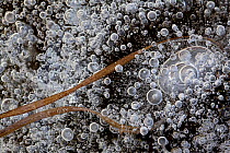 Close up of leaves (probably of purple moor grass) and bubbles captured in the ice, Deeler Woud Nature Reserve, the Netherlands, January