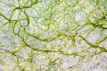 Algae captured in ice, taken at a fen in the Deeler Woud Nature Reserve, Veluwe, the Netherlands, January