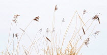 Reed with snow in the background, Millingerwaard, the Netherlands, January