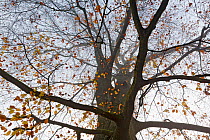 Beech (Fagus sp) in autumn, Angerenstein park, Arnhem, the Netherlands, November