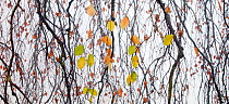 Beech (Fagus sp)  leaves in autumn, Angerenstein park, Arnhem, the Netherlands, November 2011