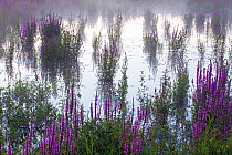 Purple loosestrife (Lythrum salicaria) flower in the water, Meinerswijk, the Netherlands, August 2007