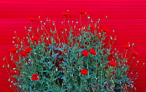 Poppies (Papaver rhoeas) against red wall of a cinema, Ede, the Netherlands, May