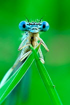 White-legged damselfly (Platycnemis pennipis), Meinerswijk, The Netherlands, June 2005. Highly commended, Animal portraits category, Wildlife Photographer of the Year Awards 2006.