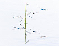 Common blue damselflies (Enallagma cyathigerum) flying over the water to rest on plant stem, in a fen, Hondeven, Holland, July