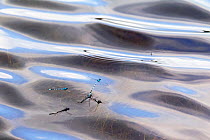 Common blue damselflies (Enallagma cyathigerum) flying over water, in a fen  Hondeven, east Holland, June