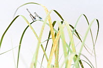 Emerald damselflies (Lestes sponsa) mating on the reed along a fen, Hondeven, east Holland, August