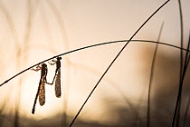 Common spreadwings (Lestes sponsa) mating, silhouetted on reeds at dawn, De Hatertse Vennen, the Netherlands, October