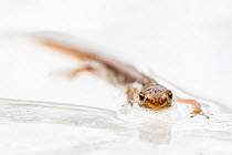 Common newt (Triturus vulgarus) on melting ice of a fen at Deelerwoud Nature Reserve, the Netherlands, December