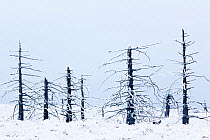 Dead trees in frost, High Fenn (Hautes Fagnes), Belgian Ardennes, January 2010