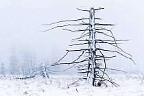 Dead trees in frost, High Fenn (Hautes Fagnes), Belgian Ardennes, January 2011