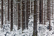 Conifer forest in winter, near Baraque Michel, Belgian Ardennes January 2010