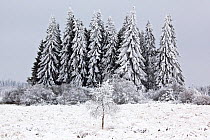 Conifer trees in snowy landscape, near Baraque Michel, Belgian Ardennes, January 2010