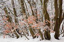 Beech trees (Fagus sylvatica) covered in frost, near Fagnes de Polleur, Belgian Ardennes  January 2011