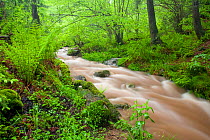 Mountain stream in spring, flowing through woodland, Belgian Ardennes, May 2006