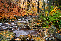La Hoegne mountain stream in autumn, near Hockai, Belgian Ardennes, November 2007