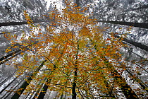 Young Beech trees (Fagus sp) with autumn leaves  in a coniferous forest, near La Hoegne, Belgian Ardennes, November