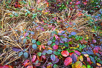Bramble leaves (Rubus sp ) in autumn colours, La Hoegne, Belgian Ardennes, November