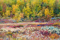 Autumnal landscape  on the Kungsleden hiking trail, near Kaitumjaure, North Sweden, Laponia, September 2008