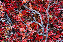 Tundra vegetation in autumn colours covered in frost, on the Kungsleden hiking trail, near Kaitumjaure, North Sweden, Laponia, September