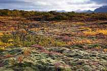 Autumn landscape in shrubland, Thingvellir valley, Iceland, September 2009