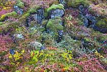 Autumn vegetation in canyon, Thingvellir valley, Iceland, September 2009