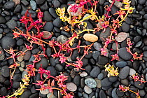 Sea sandwort (Honckenya) in autumn colours, Hvalnes, Iceland, September 2009