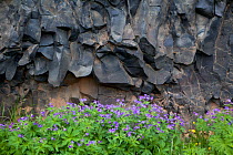 Wood cranesbill (Geranium salvaticum) with basalt rocks, Asbyrgi, Iceland, June