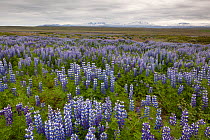 Lupins (Lupinus) in flower, at Jokulsarlon estuary, Iceland, June