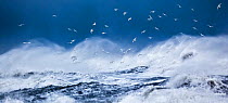 Gulls, predominantly Iceland gulls (Larus glaucoides) flying above stormy ocean  near Vik, Iceland, March 2012.