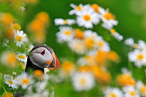 Atlantic puffin (Fratercula arctica) in field of daisies, Heimeay, Iceland, July