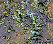 Raft Spider (Dolomedes sp) and algae in a hot spring, Landmannalaugar, Iceland, July