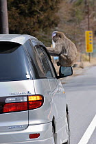 Japanese macaques (Macaca fuscata) climbing on car wing mirror, Nikko National Park, Japan, March 2008