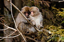 Japanese macaques (Macaca fuscata) in tree, Nikko National Park, Japan, March