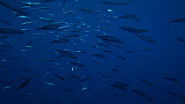 Small shoal of Sardines (Sardina pilchardus) swimming from left to right and leaving frame, Azores, Portugal, July.