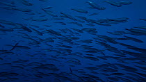 Shoal of Sardines (Sardina pilchardus) swimming from left to right and leaving frame, Azores, Portugal, July.